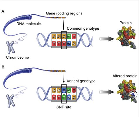 celine schilthuizen|Influence of Genetic Single Nucleotide Polymorphisms in .